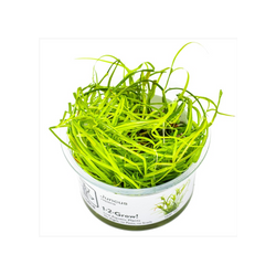 JUNCUS REPENS 133F TC