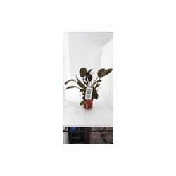 LAGENANDRA MEEBOLDII RED 103